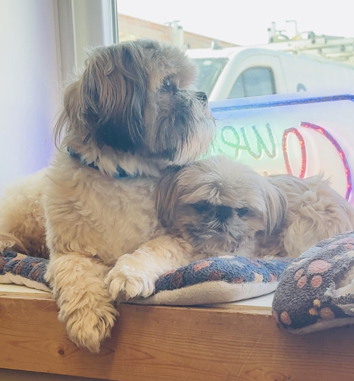 Two happy dogs relaxing together on a cozy cushion