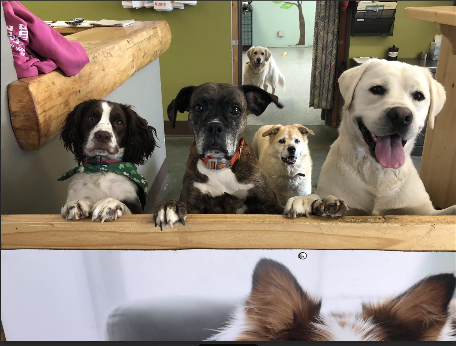 Group of happy lodge dogs greeting visitors at the front desk